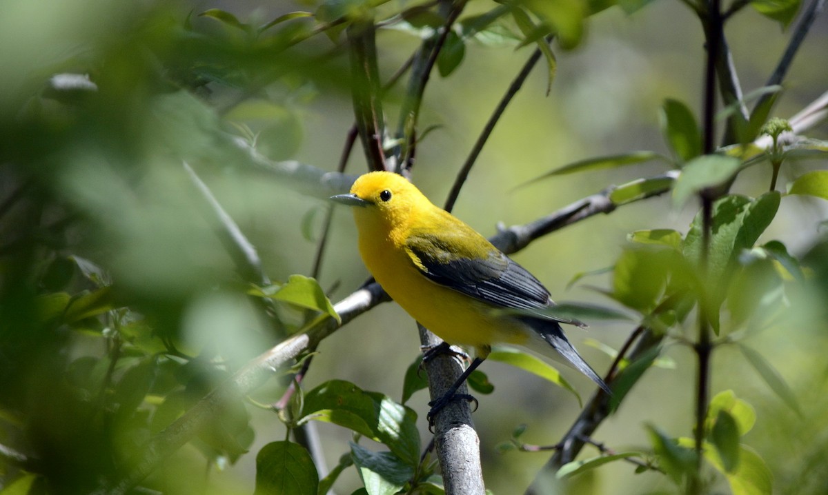 Prothonotary Warbler - ML620278194