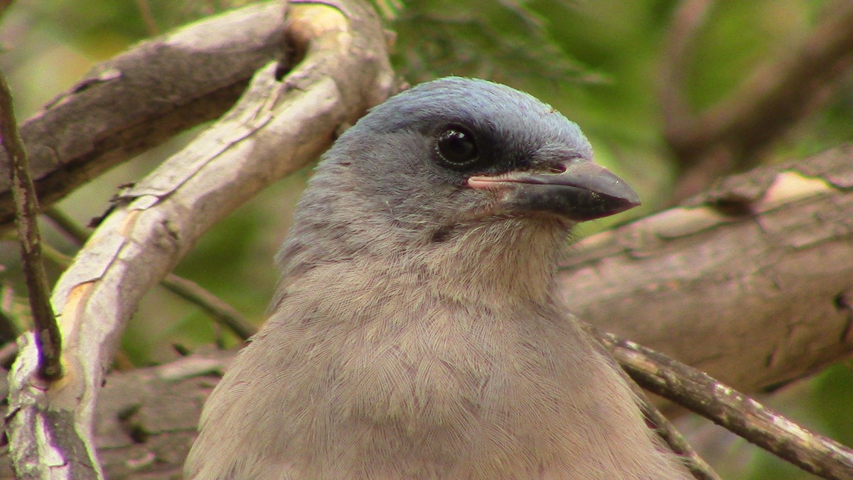Mexican Jay - ML620278197