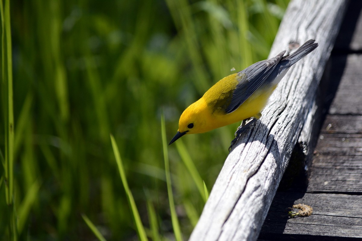 Prothonotary Warbler - ML620278198