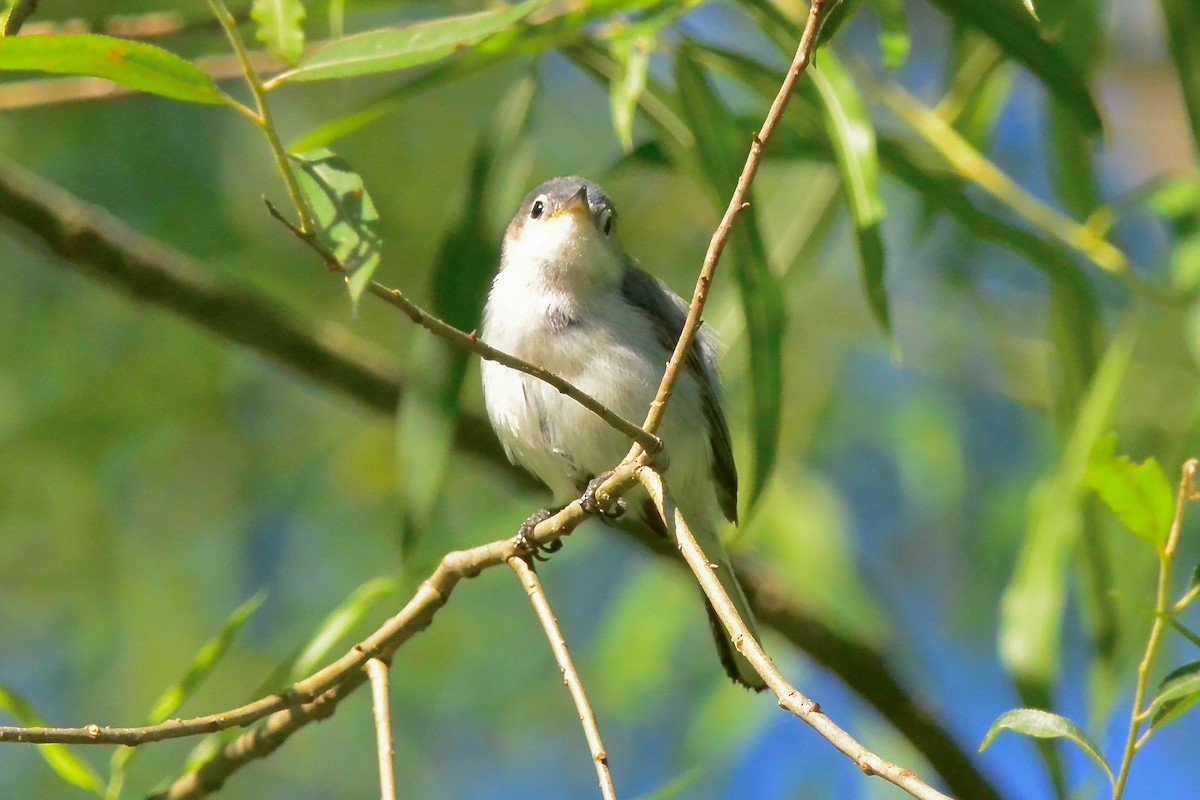 Blue-gray Gnatcatcher - ML620278199