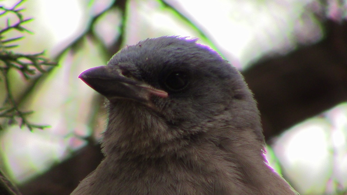 Mexican Jay - ML620278200