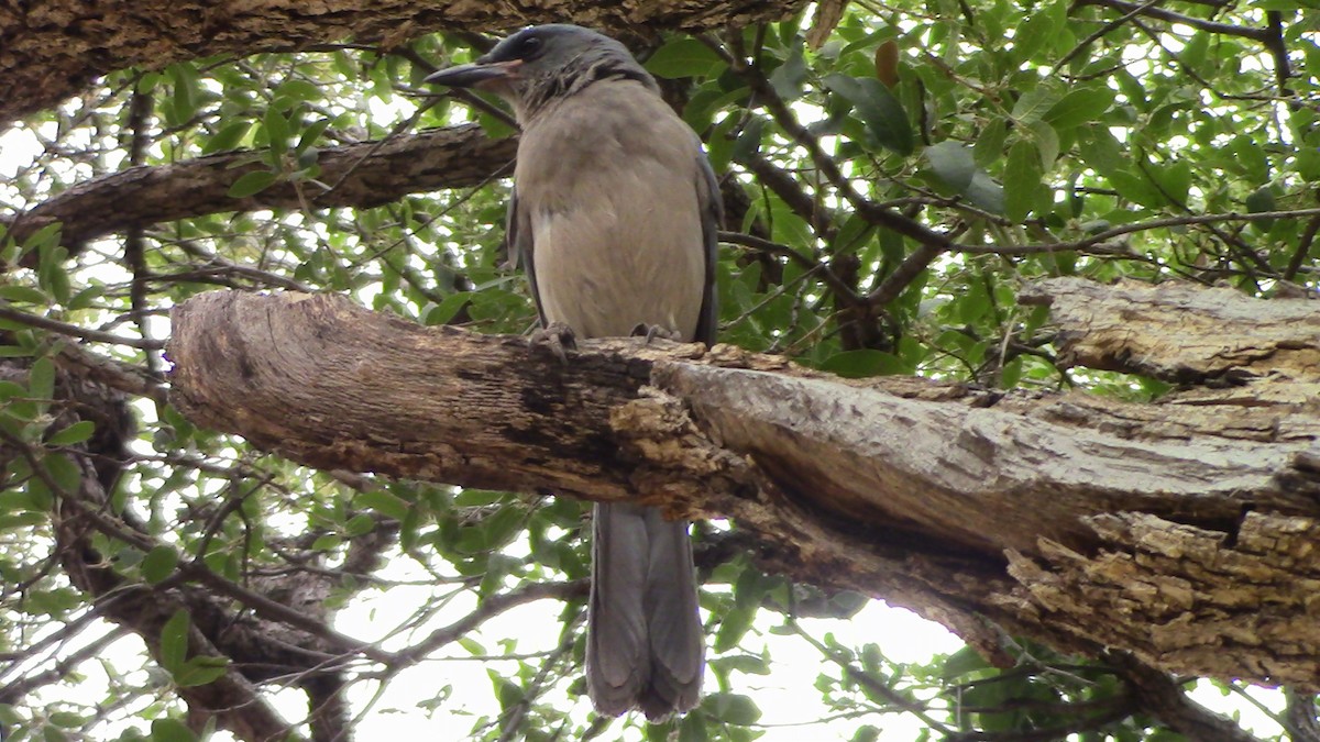 Mexican Jay - ML620278208