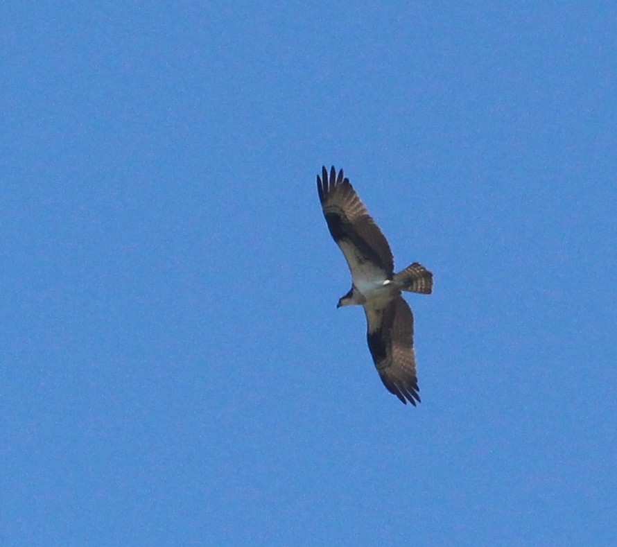 Águila Pescadora - ML620278209