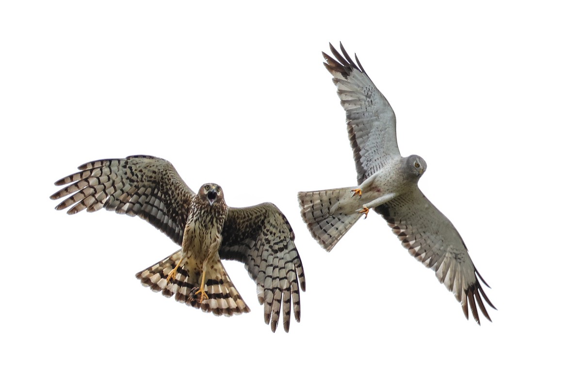 Northern Harrier - ML620278215