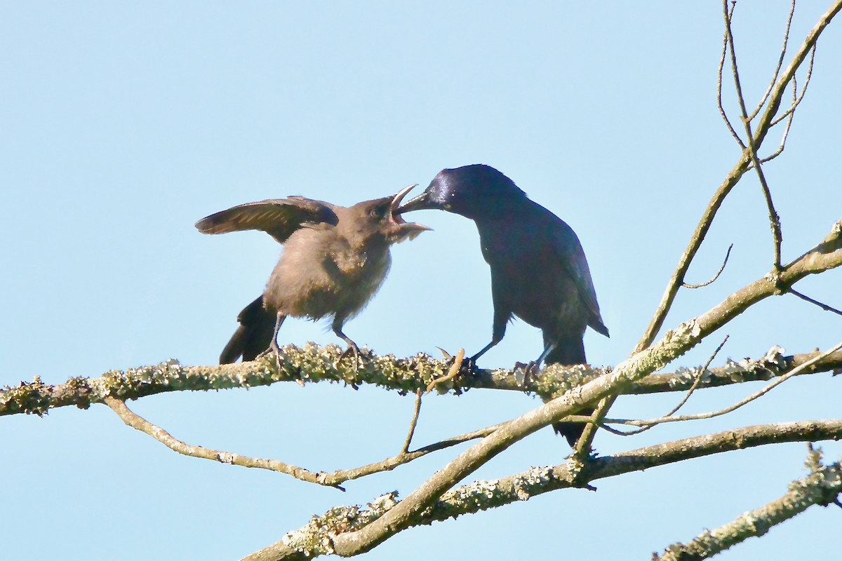 Common Grackle - ML620278217