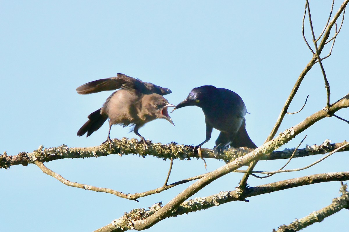 Common Grackle - ML620278218