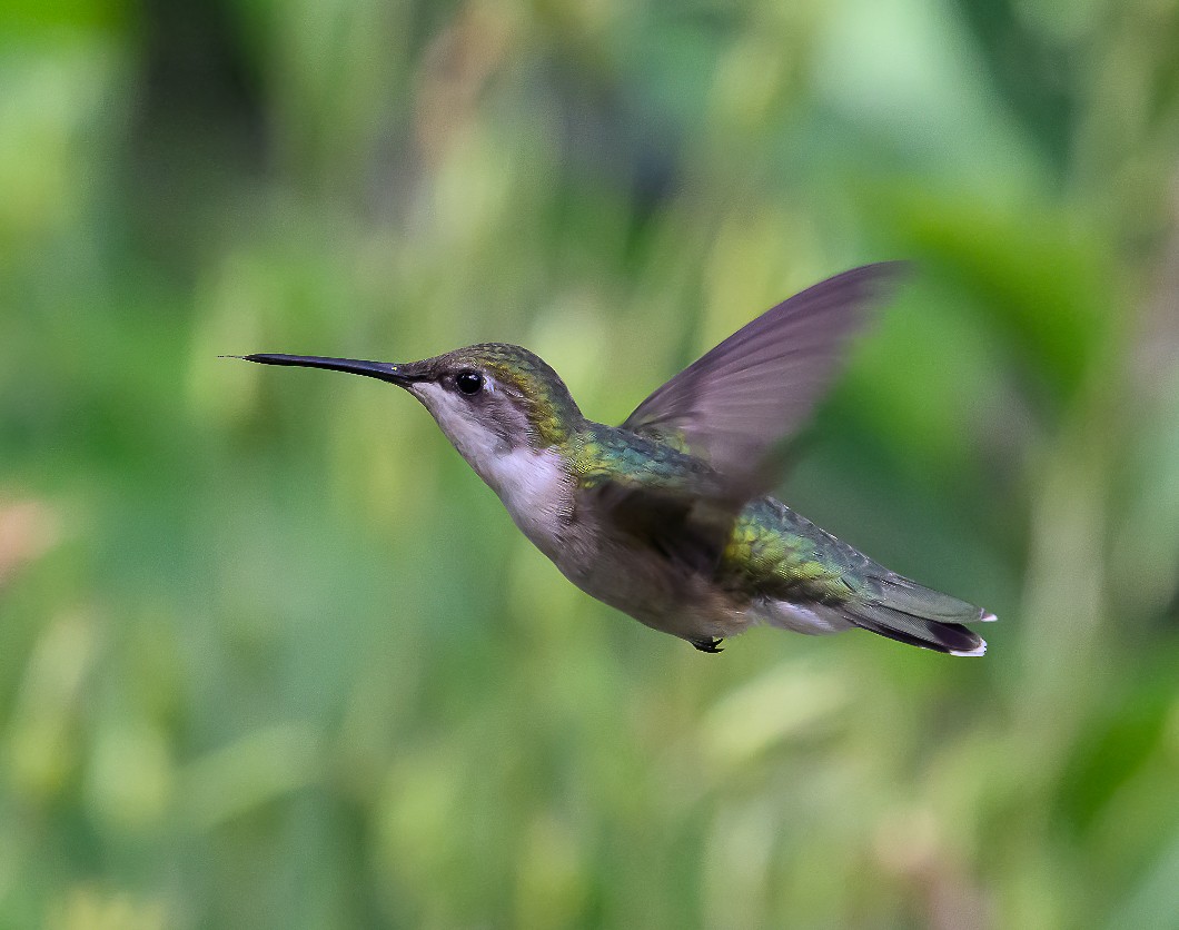 Colibri à gorge rubis - ML620278220