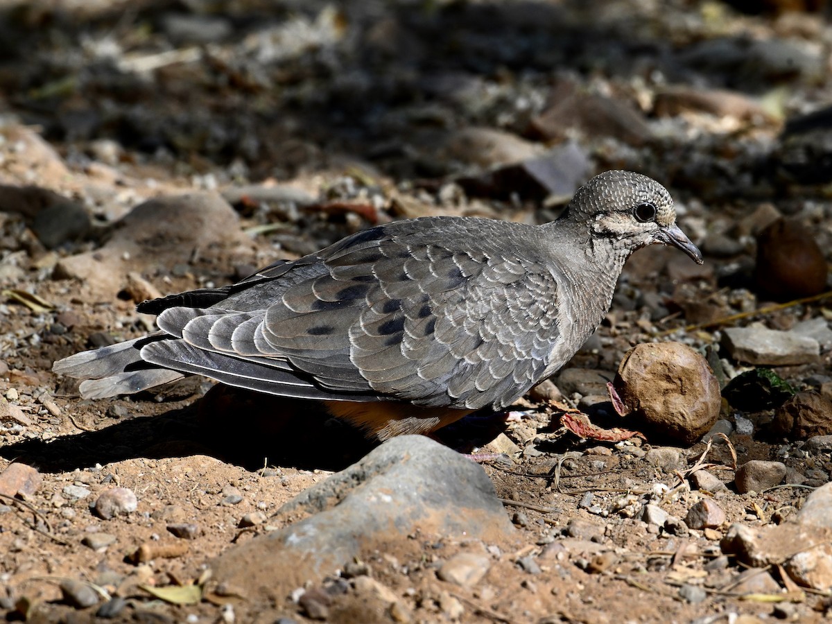 Eared Dove - ML620278222