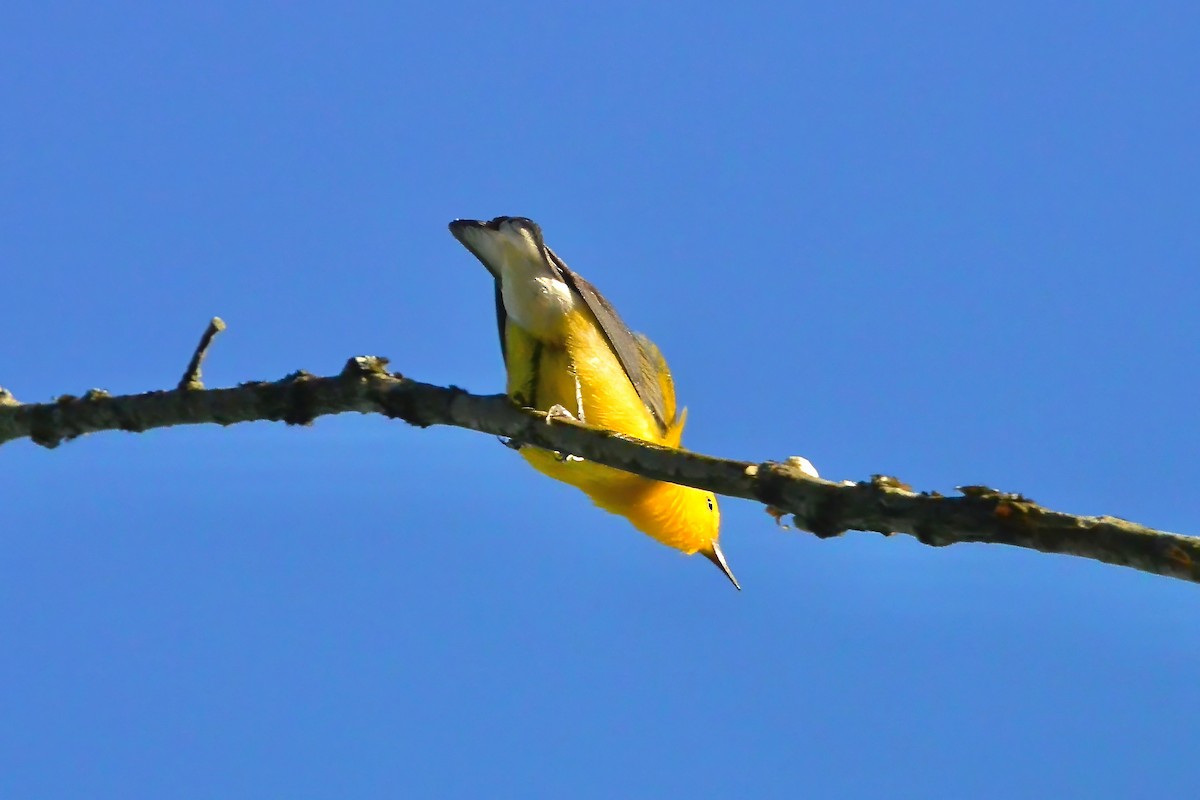 Prothonotary Warbler - ML620278227