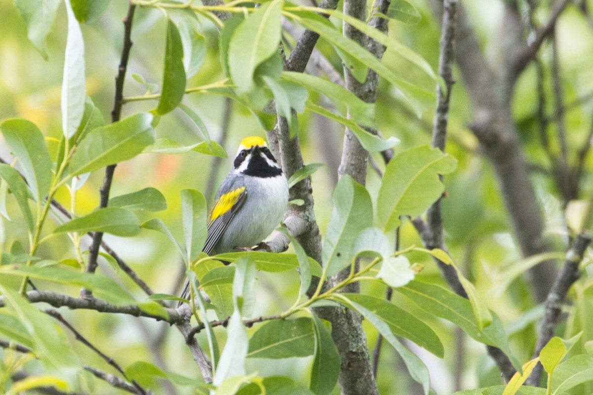 Golden-winged Warbler - ML620278236