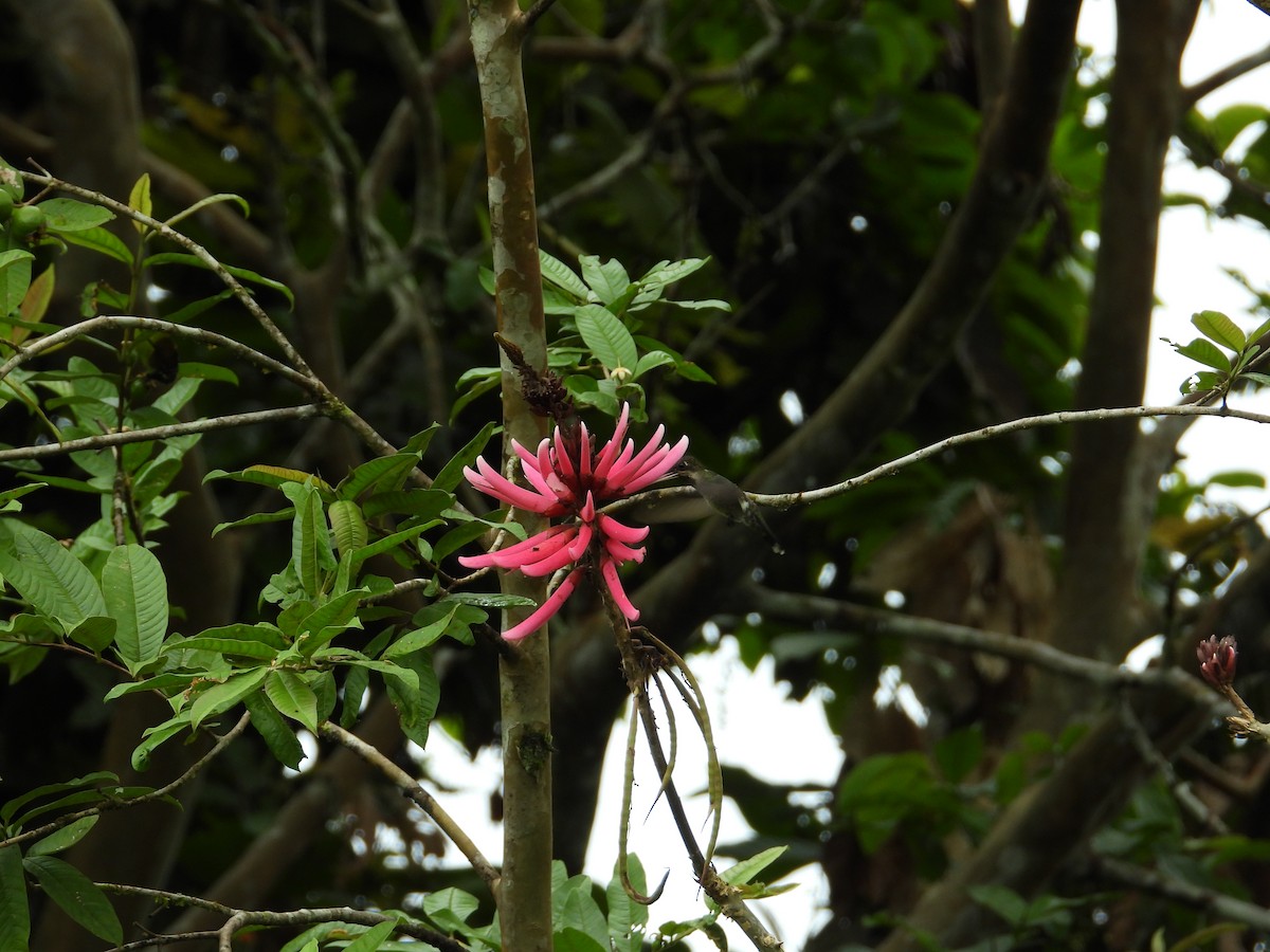 Colibrí Piquilargo - ML620278237