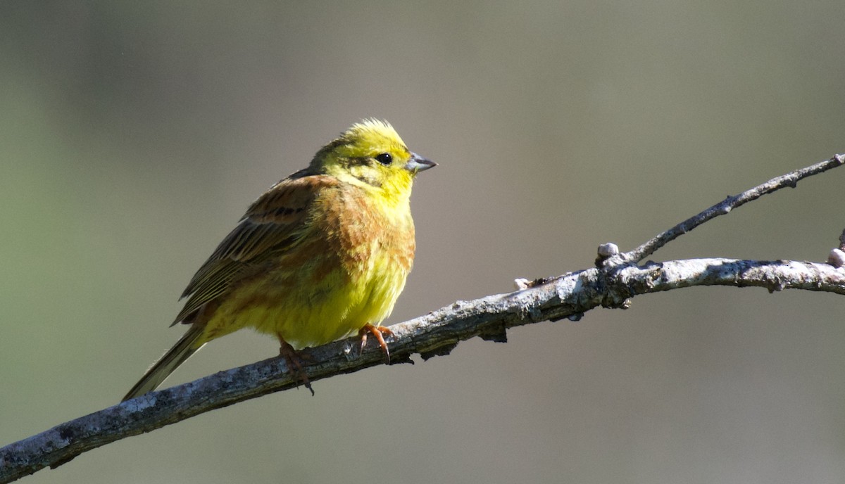 Yellowhammer - ML620278244