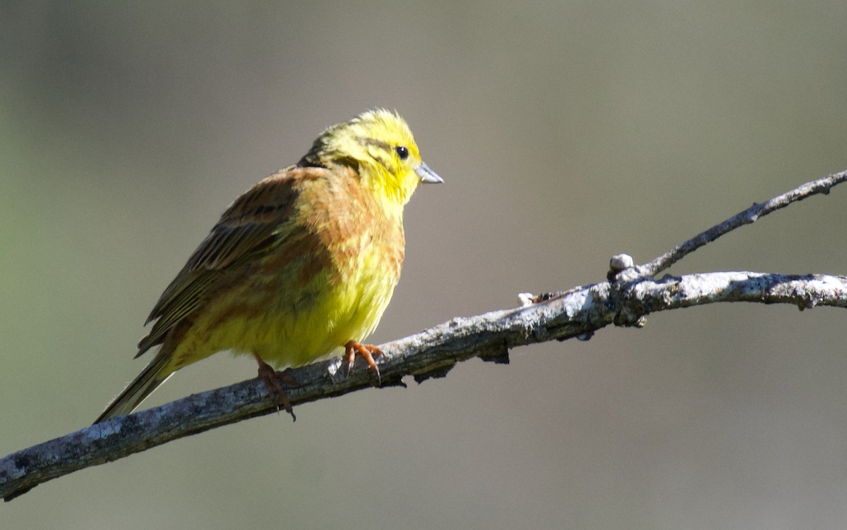 Yellowhammer - ML620278245