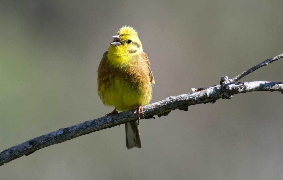 Yellowhammer - ML620278247