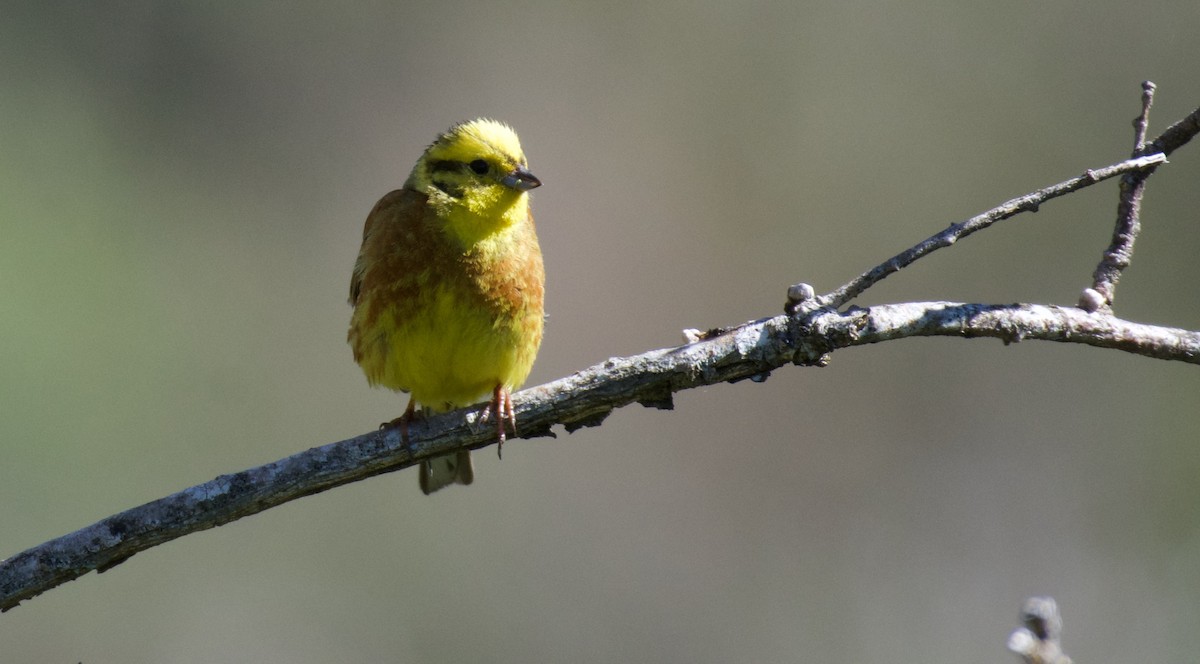 Yellowhammer - ML620278249