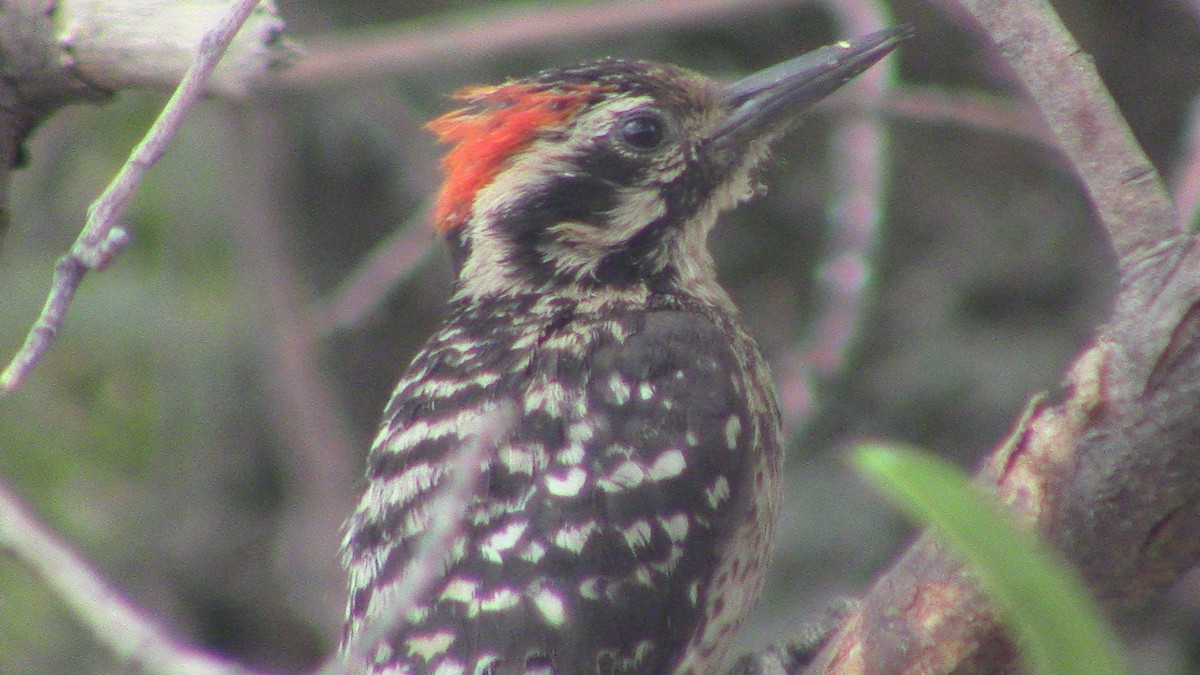 Ladder-backed Woodpecker - ML620278251