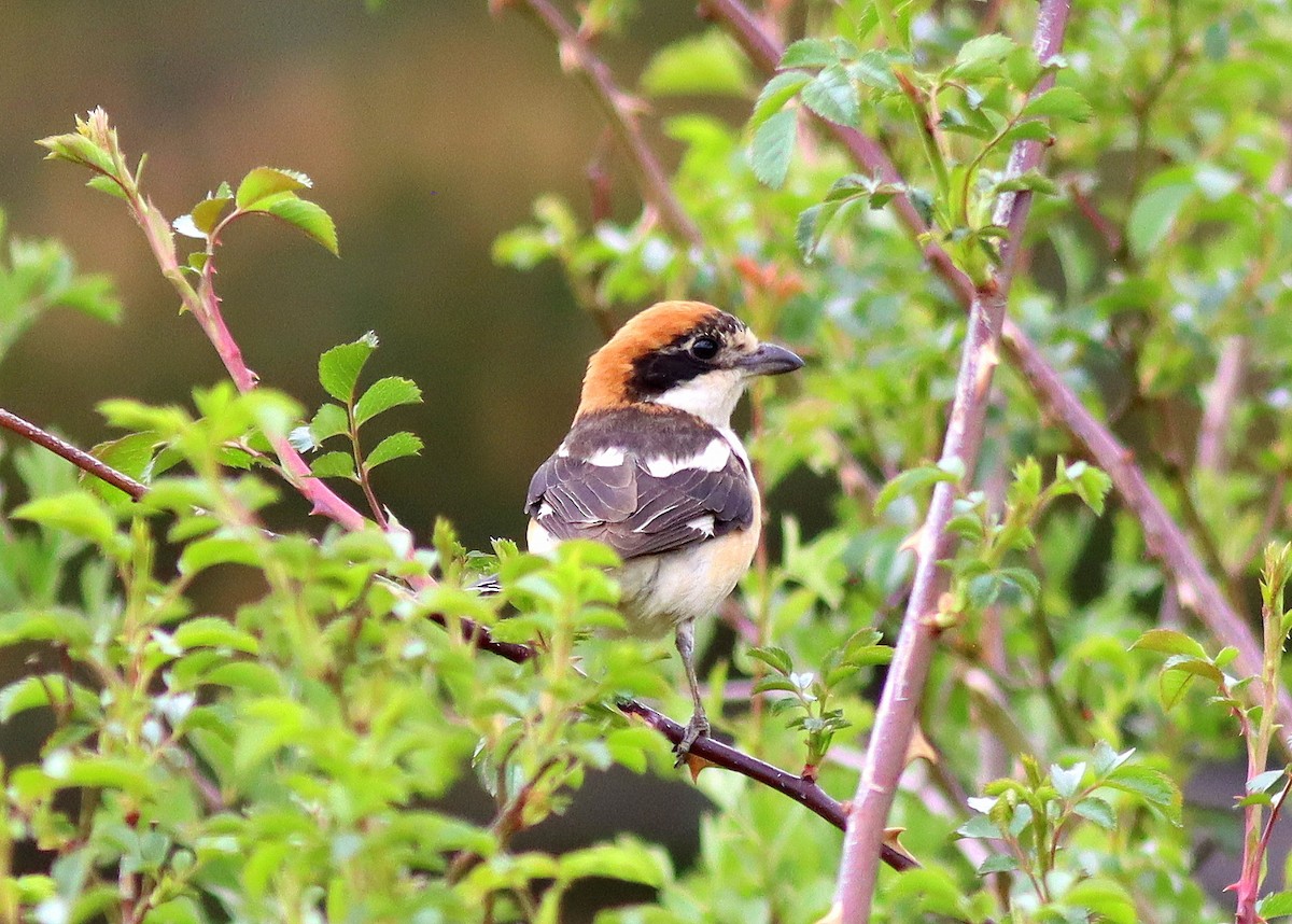 Woodchat Shrike - ML620278255