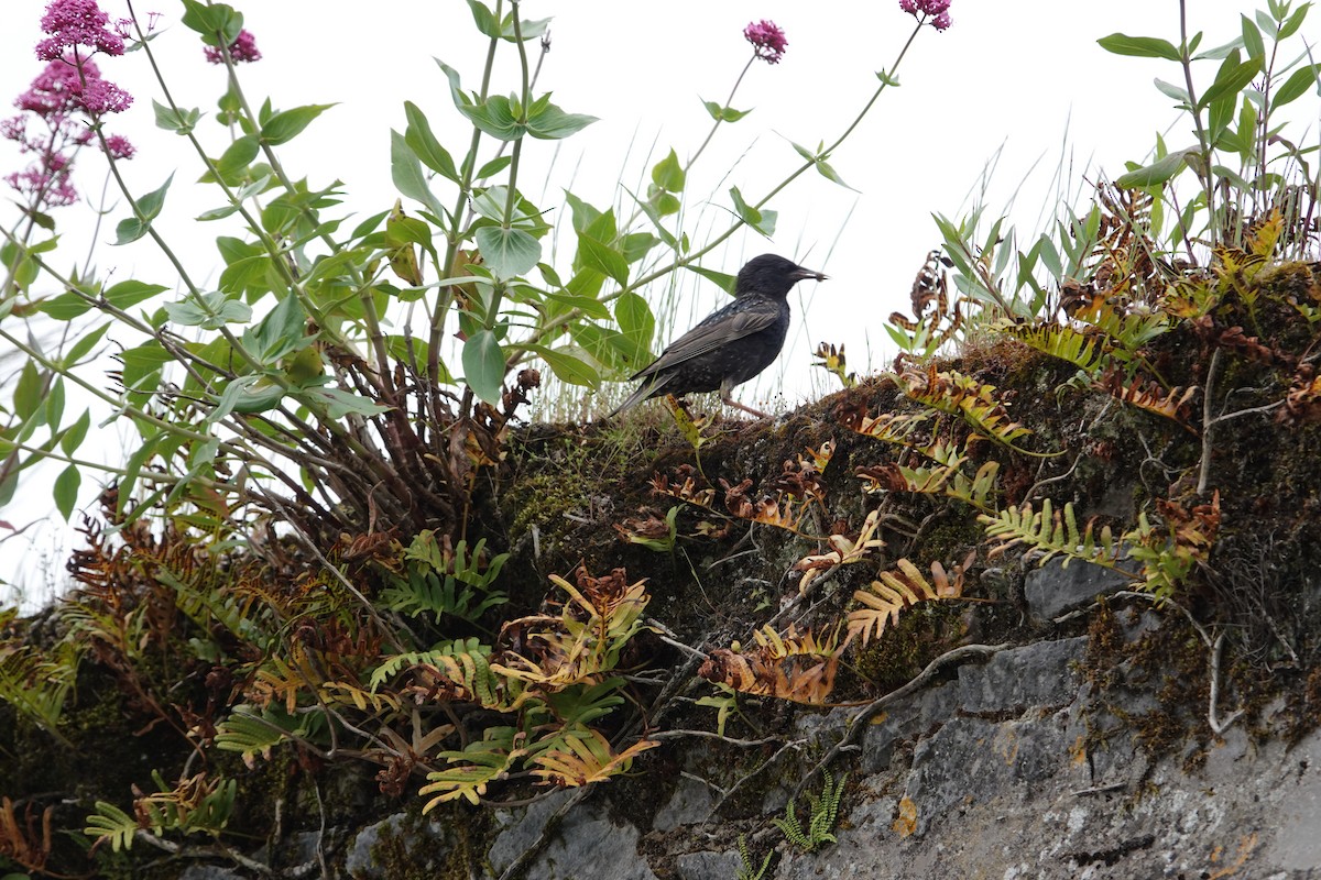 European Starling - ML620278256