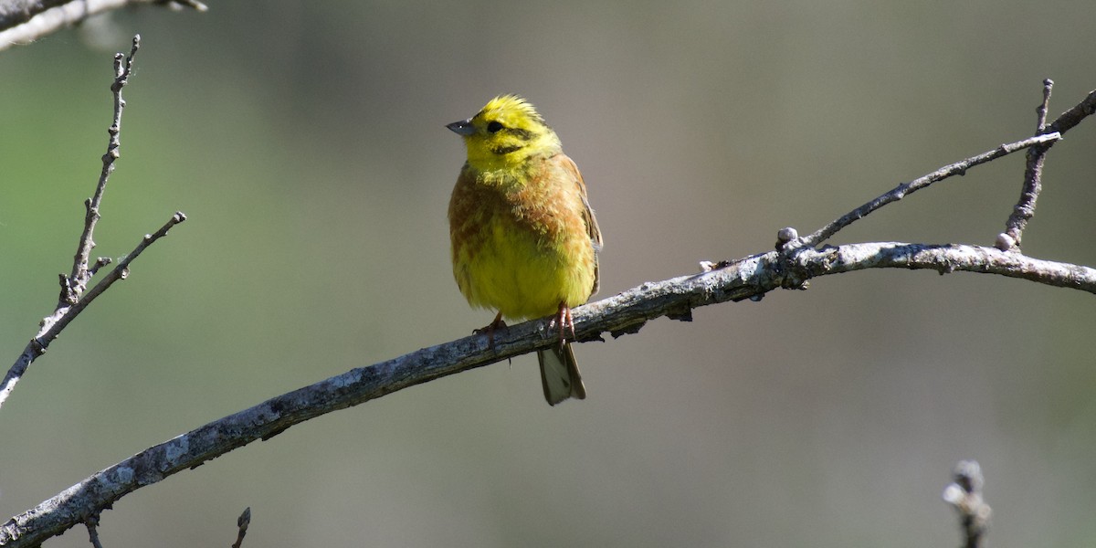 Yellowhammer - ML620278259