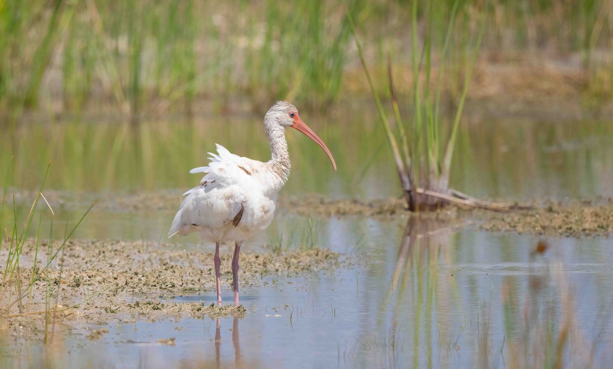 White Ibis - ML620278264