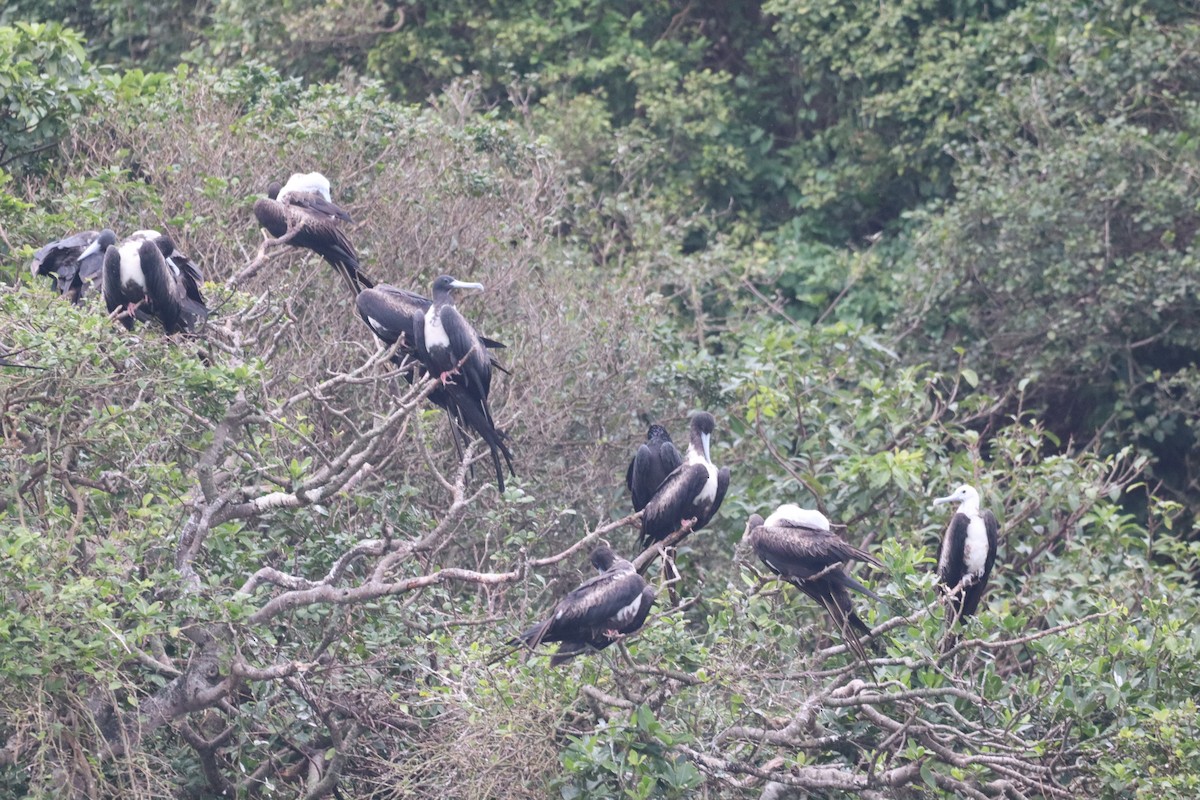 Magnificent Frigatebird - ML620278268