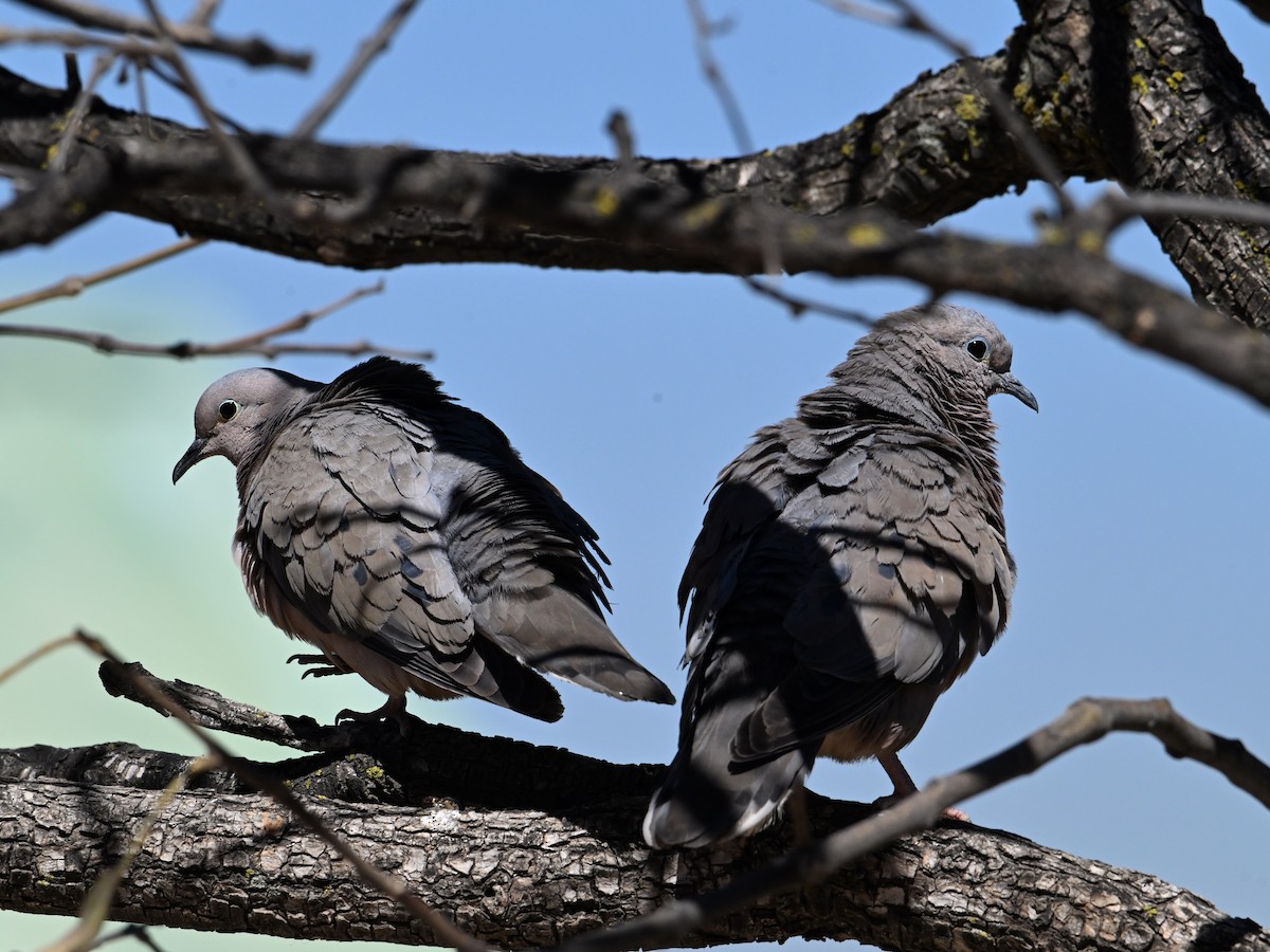 Eared Dove - ML620278275