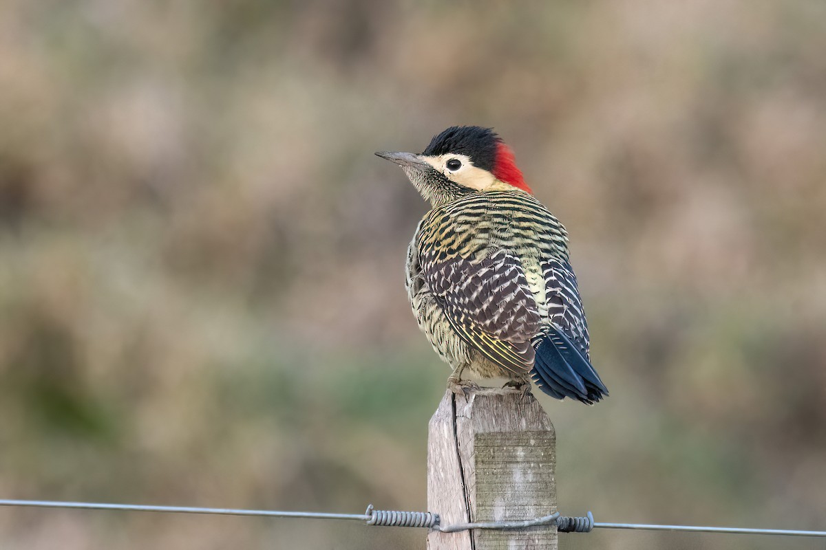 Green-barred Woodpecker - ML620278277