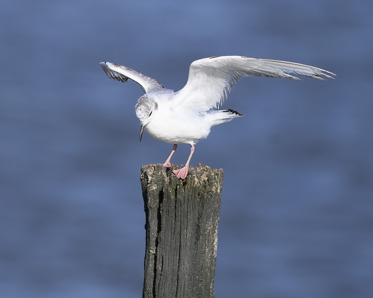 Bonaparte's Gull - ML620278278