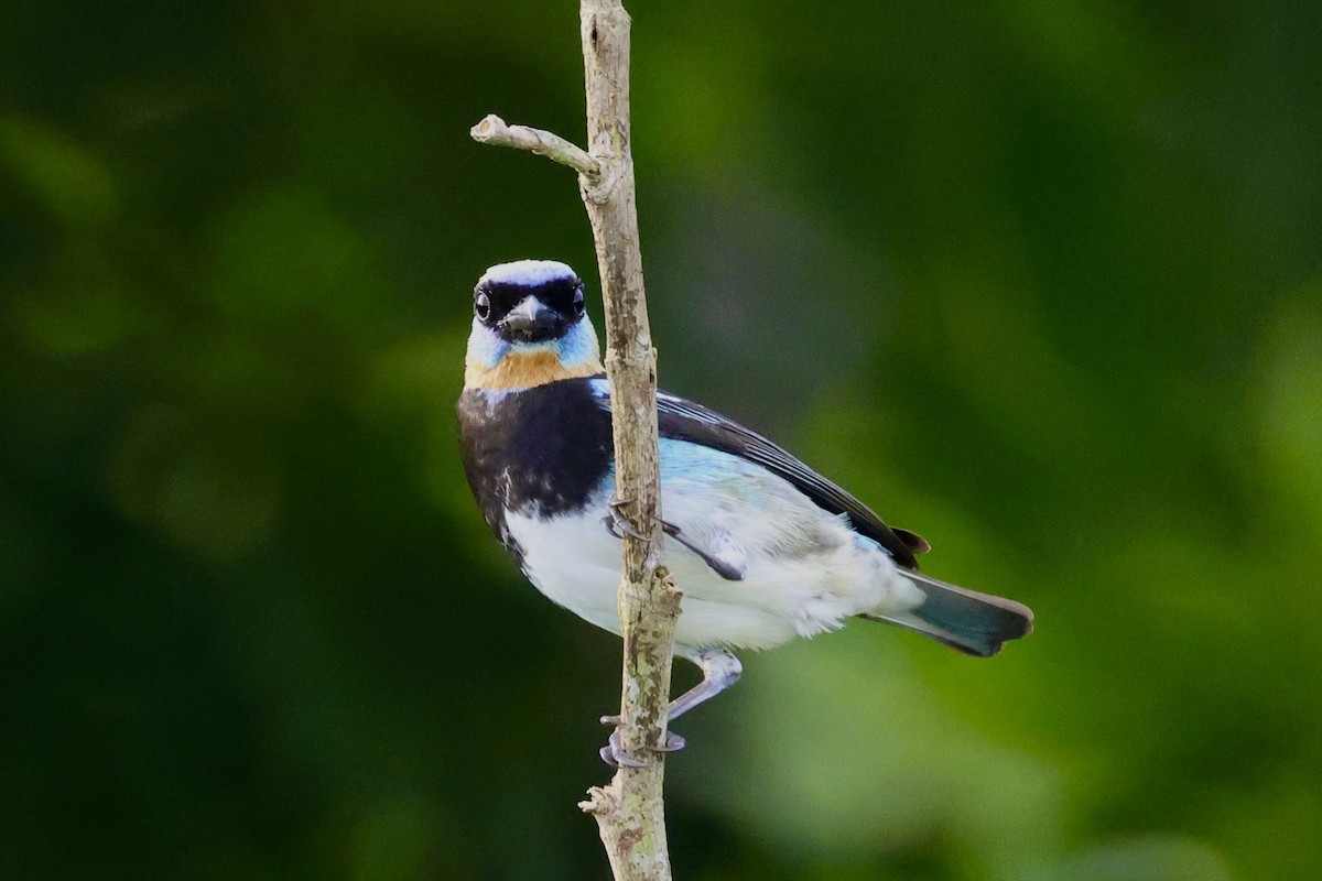 Golden-hooded Tanager - ML620278279