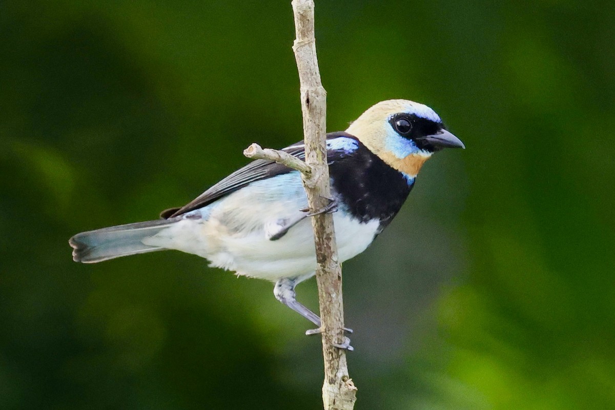 Golden-hooded Tanager - ML620278280