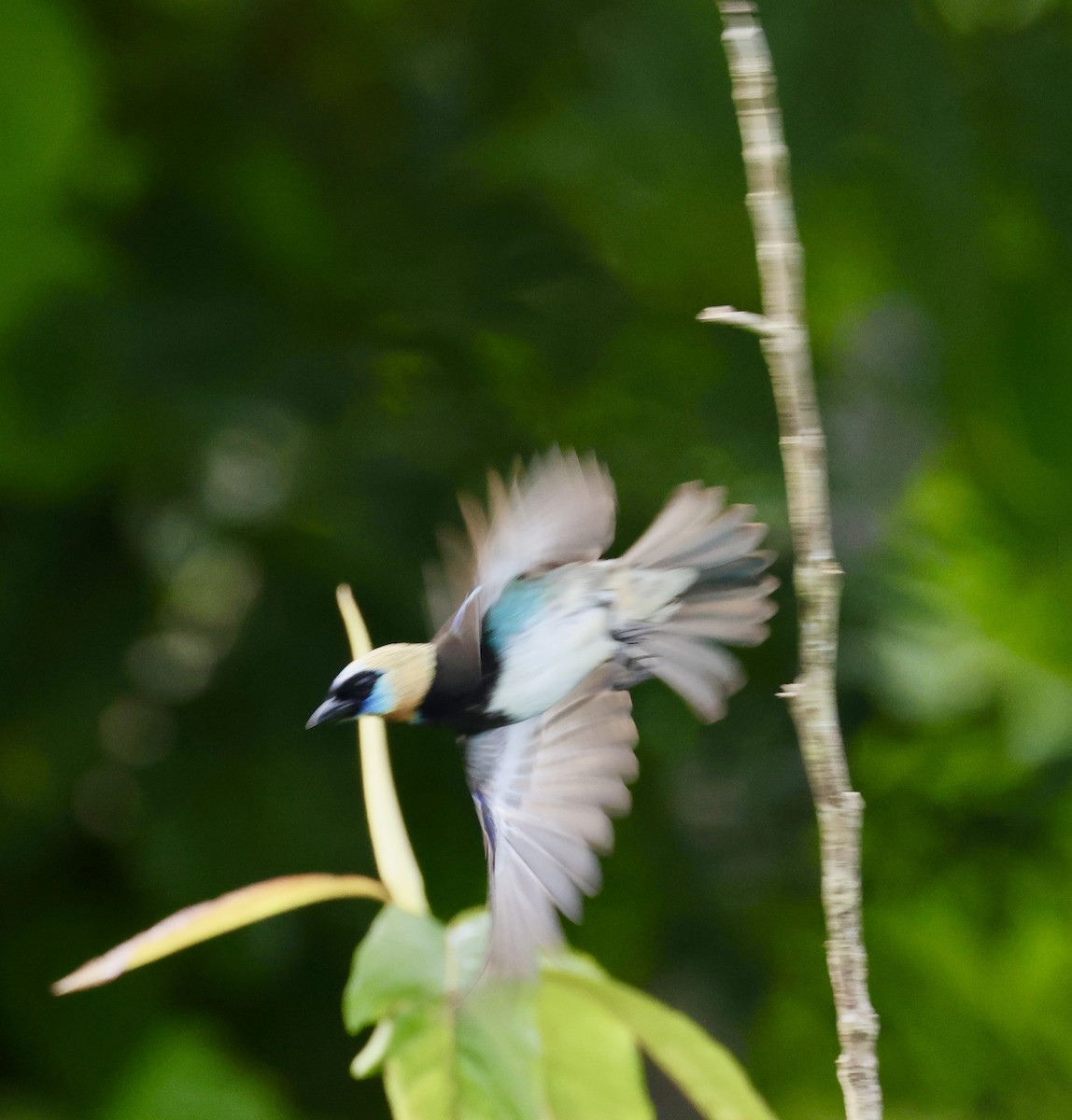 Golden-hooded Tanager - ML620278282