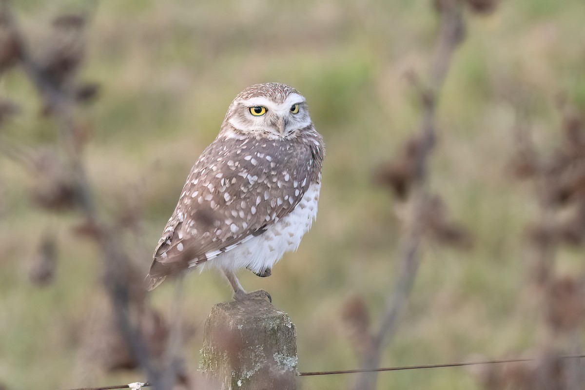 Burrowing Owl - ML620278284