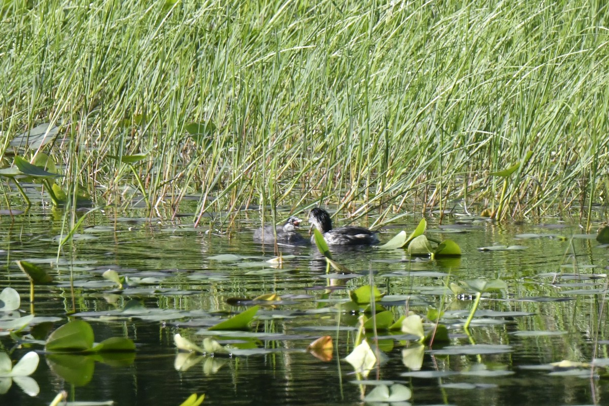 Pied-billed Grebe - ML620278285