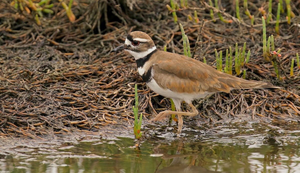 Killdeer - ML620278286