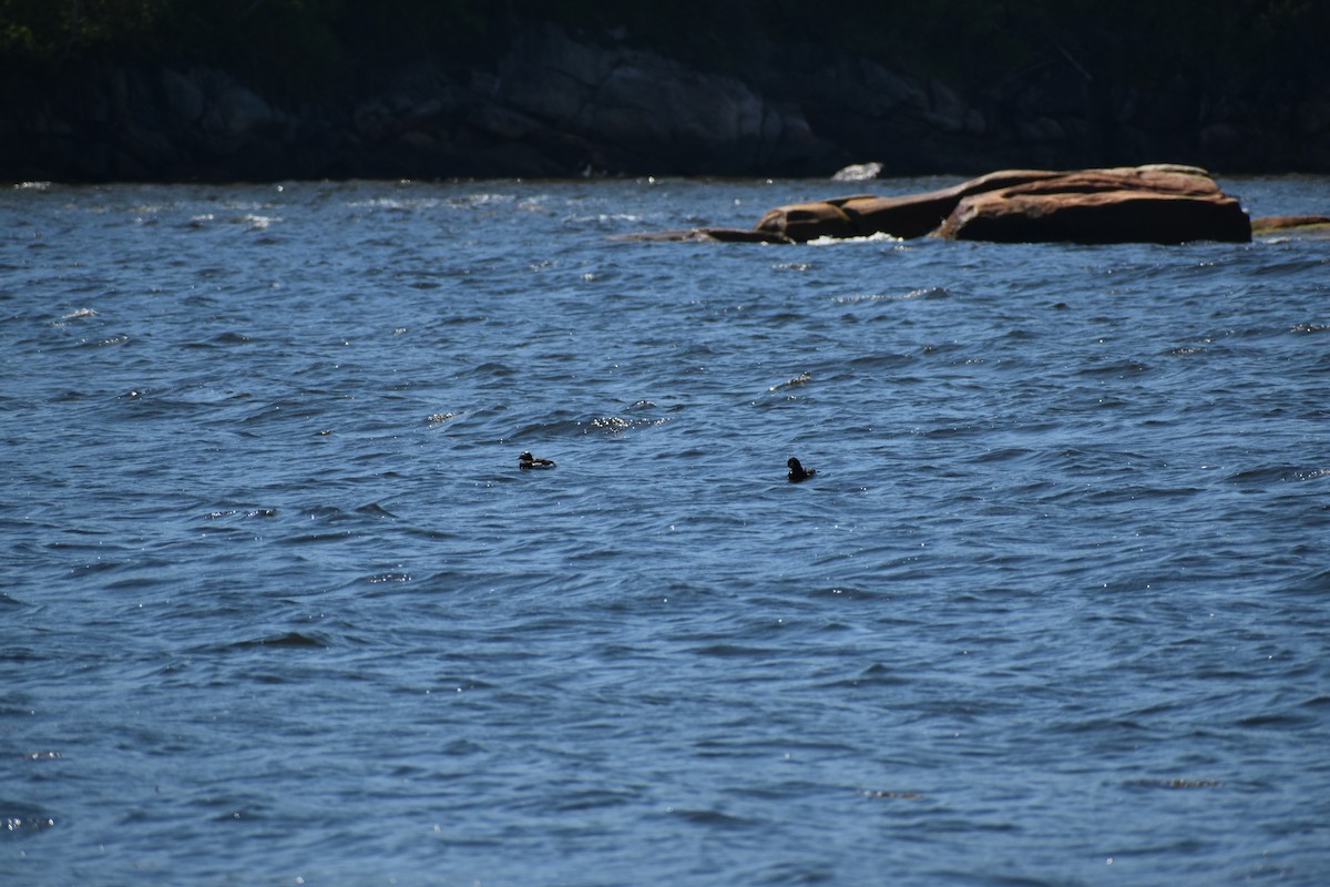 Long-tailed Duck - ML620278288