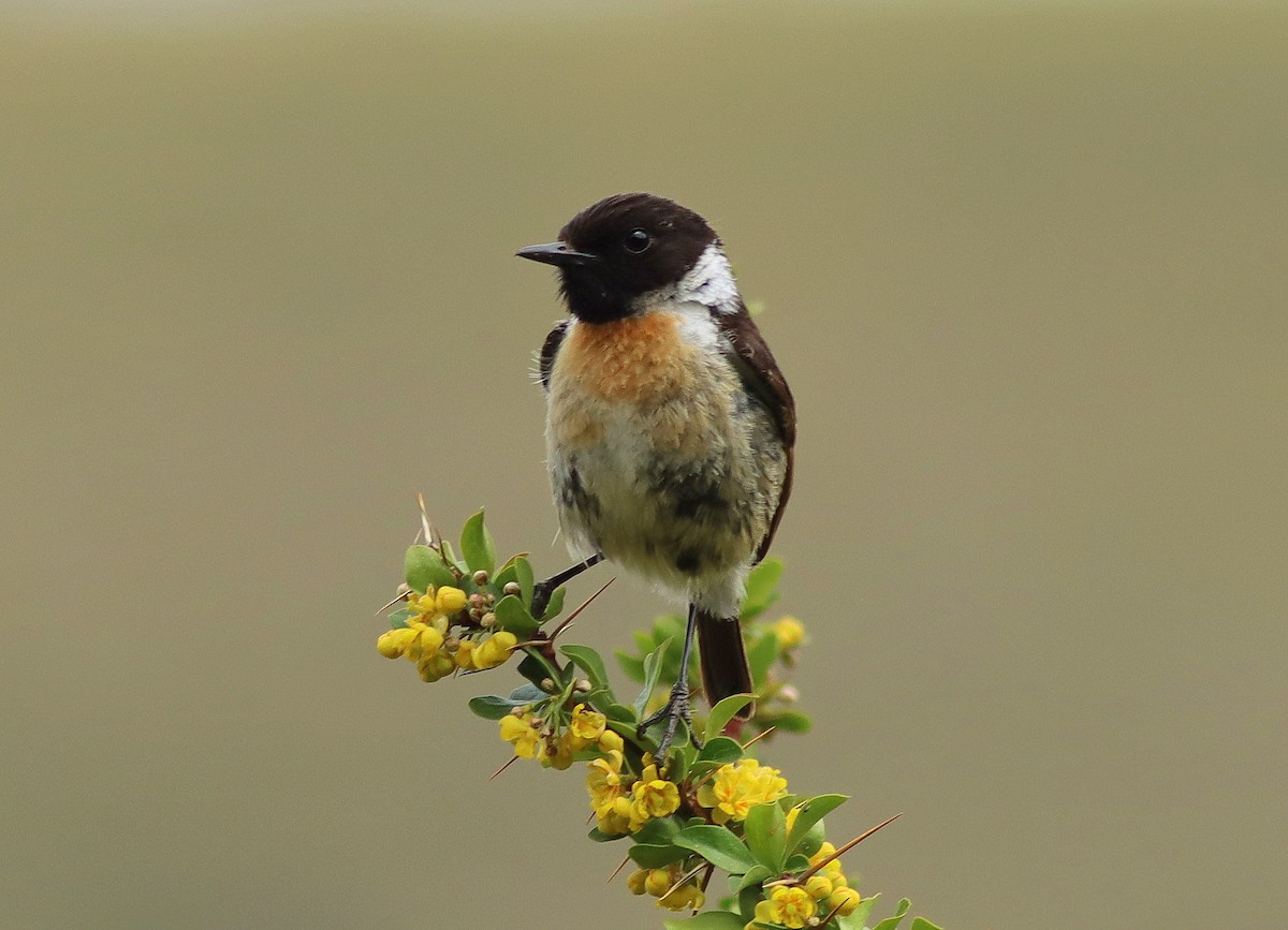 European Stonechat - ML620278289