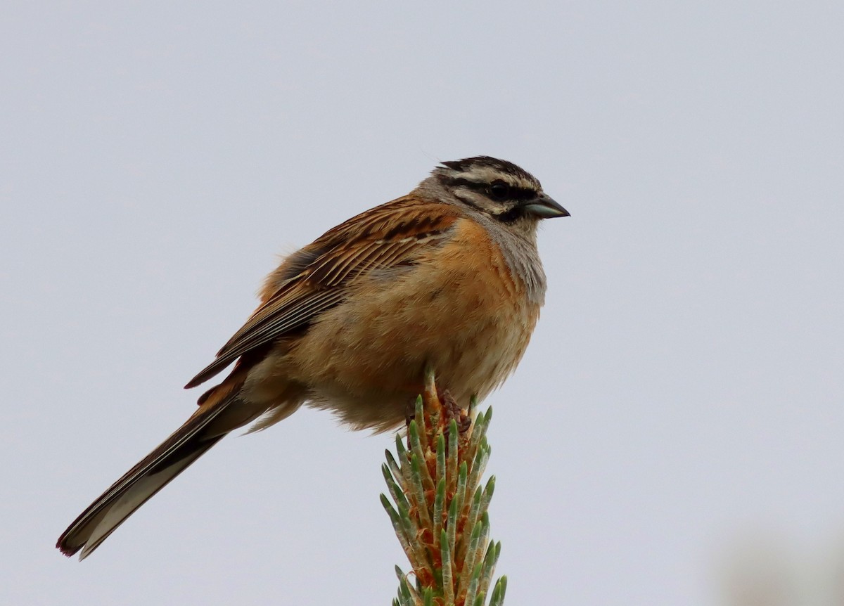 Rock Bunting - ML620278296