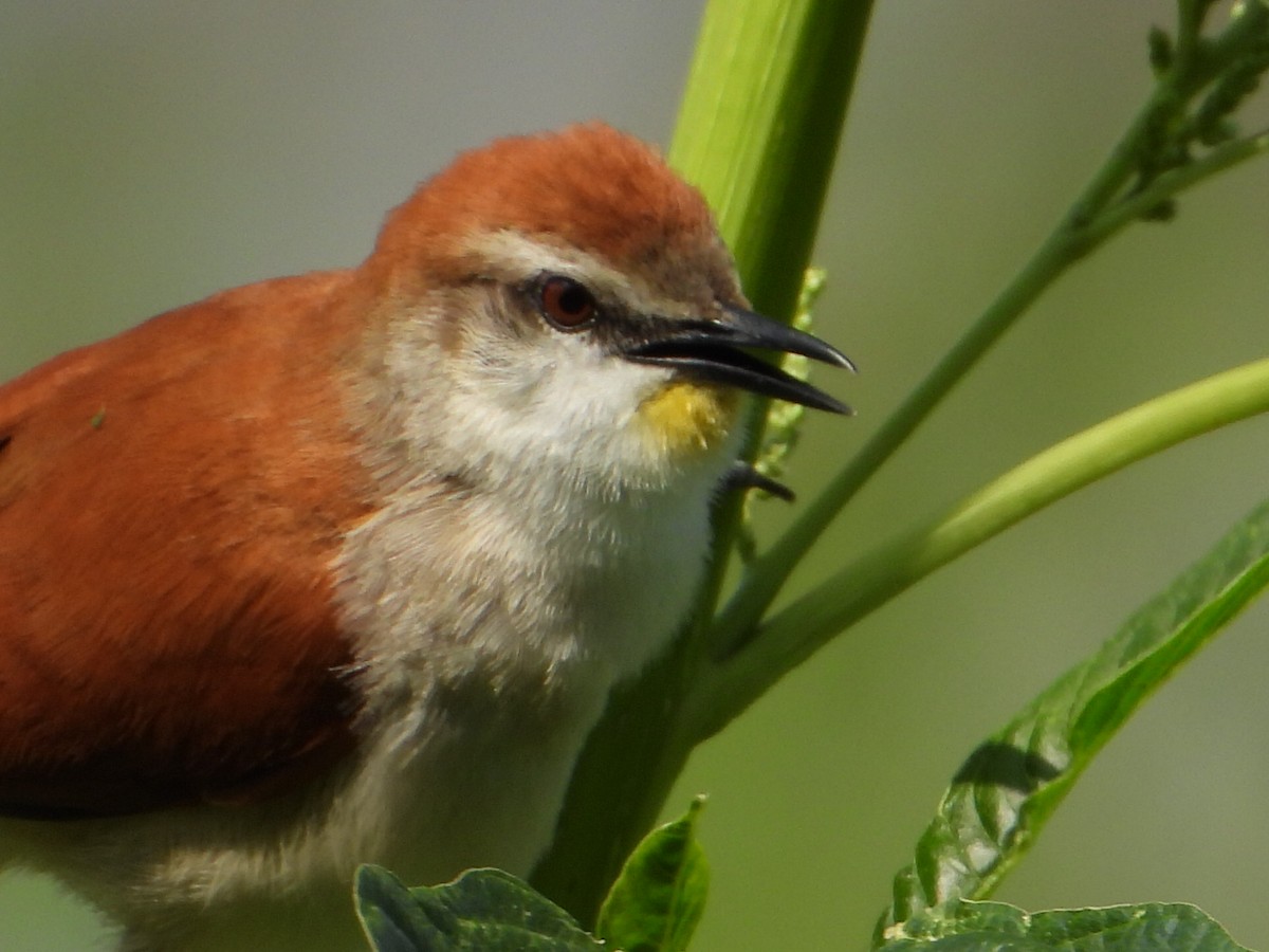 Yellow-chinned Spinetail - ML620278298