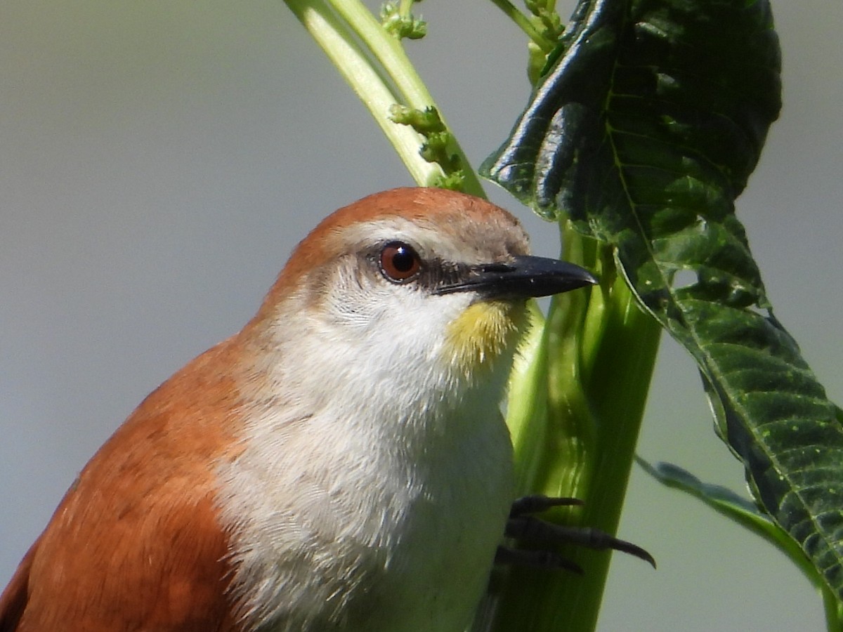 Yellow-chinned Spinetail - ML620278299