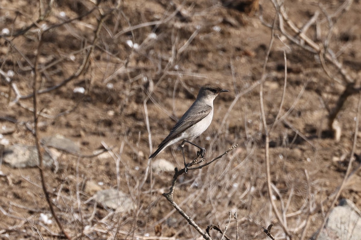 Dark-faced Ground-Tyrant - ML620278312