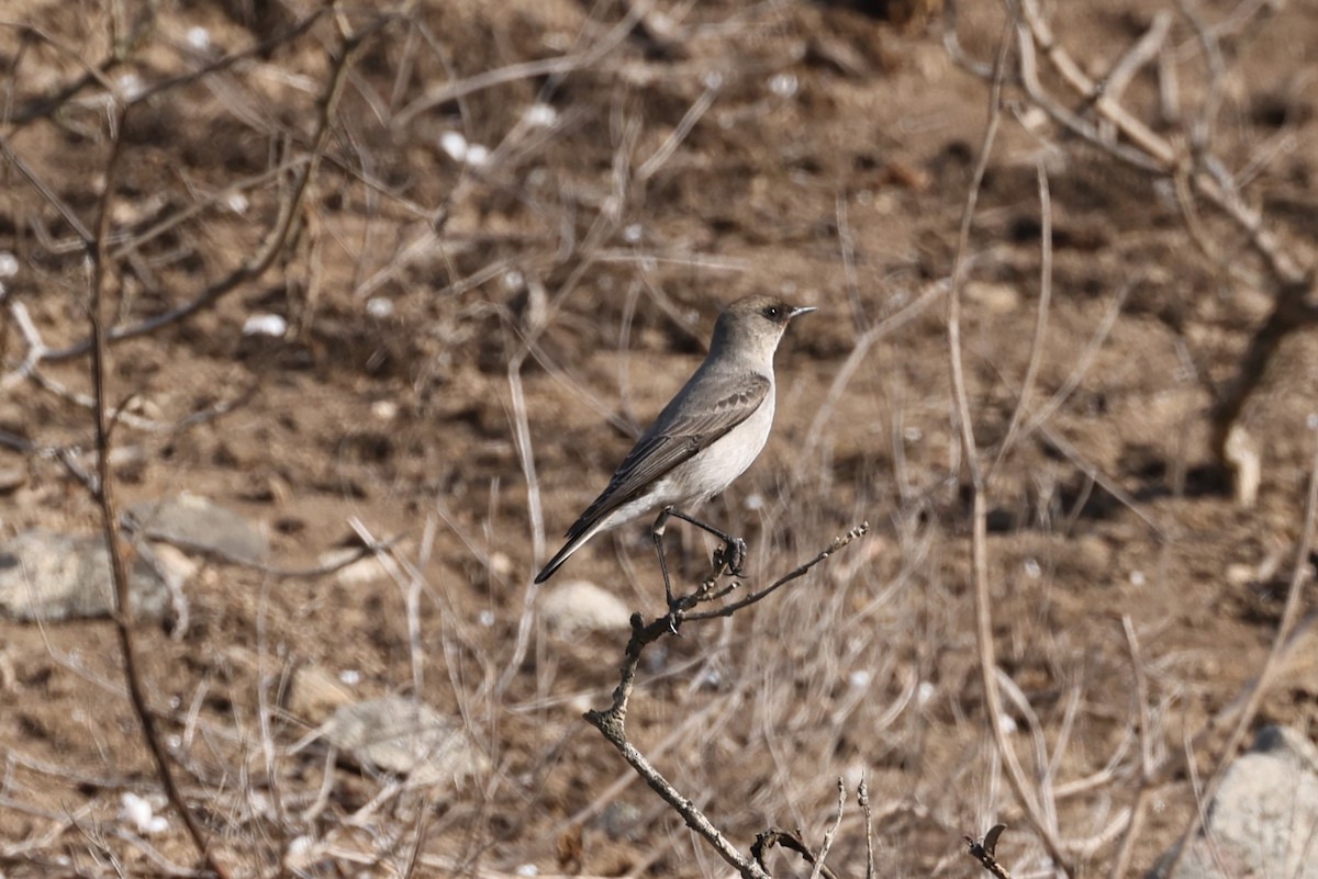 Dark-faced Ground-Tyrant - ML620278315