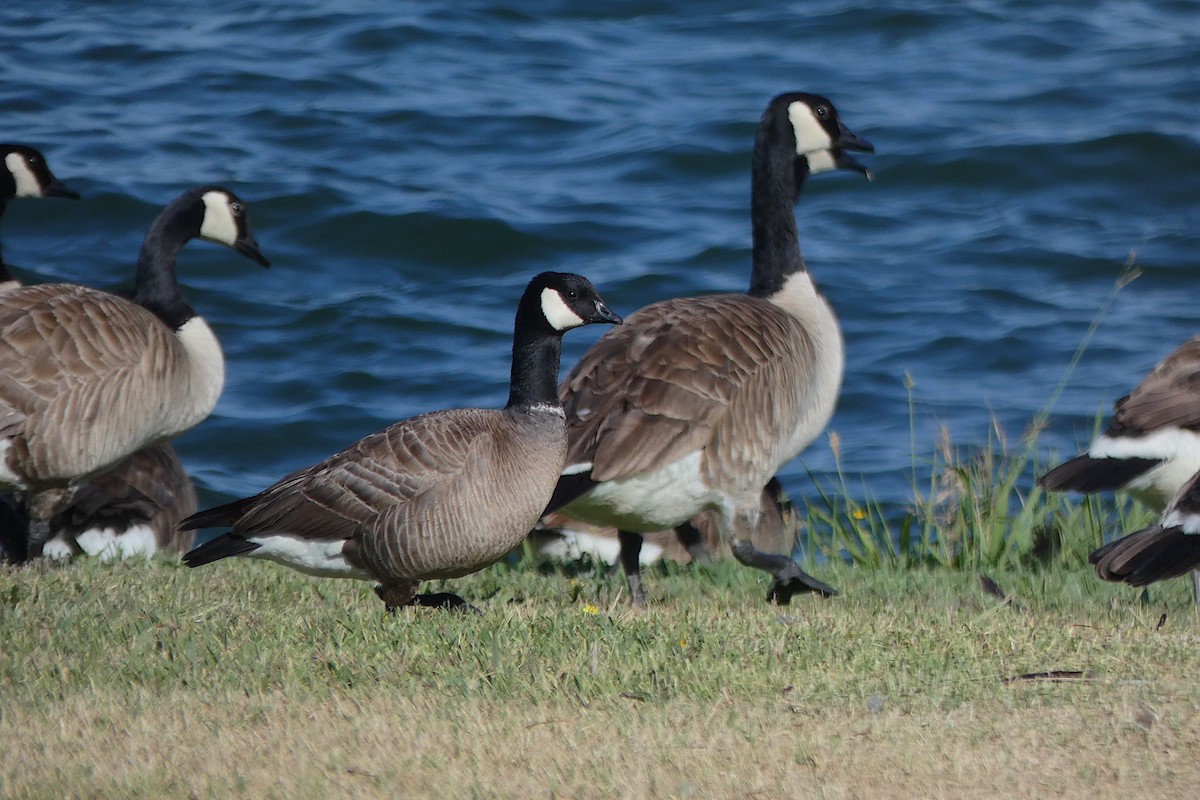 Cackling Goose - ML620278325