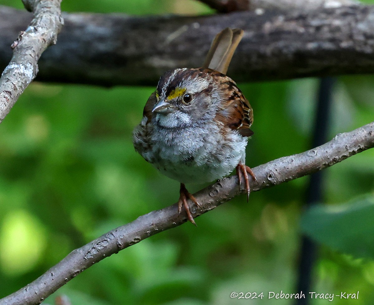 White-throated Sparrow - ML620278329