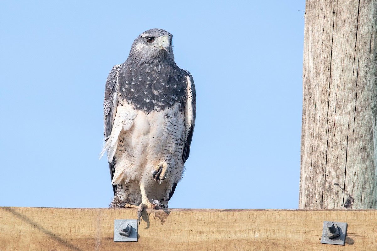 Black-chested Buzzard-Eagle - ML620278331