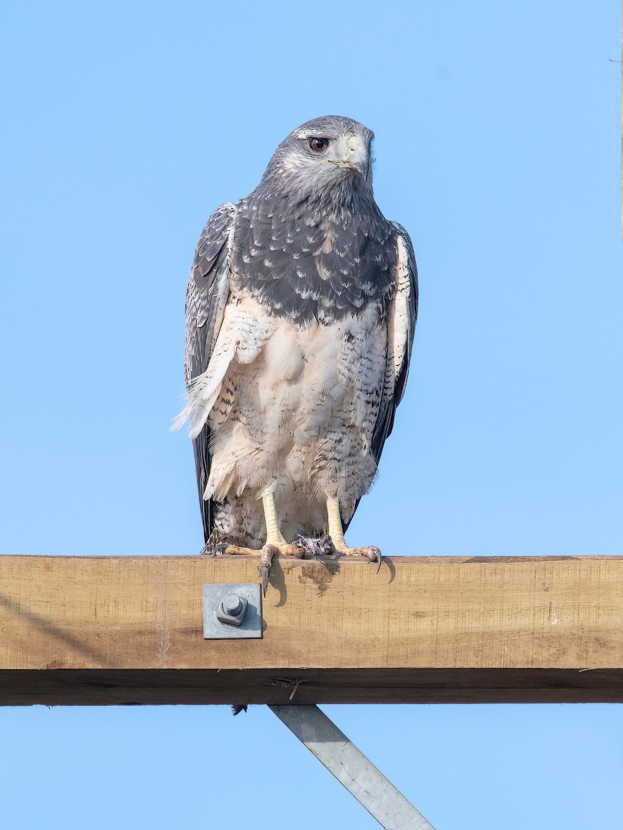 Black-chested Buzzard-Eagle - ML620278332