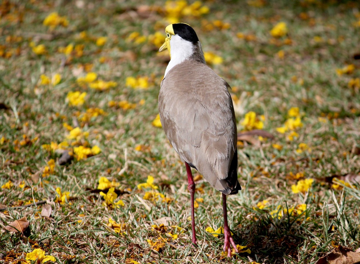 Masked Lapwing - ML620278335