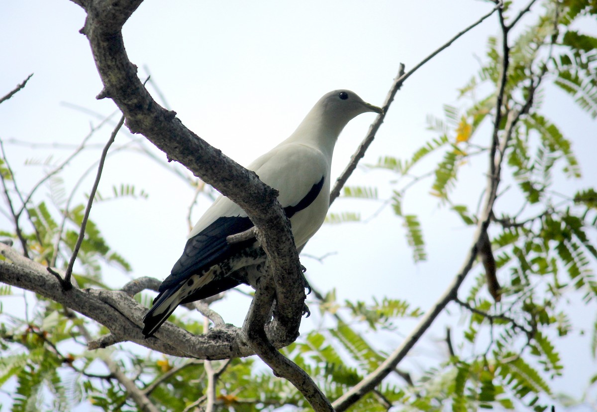 Torresian Imperial-Pigeon - ML620278340