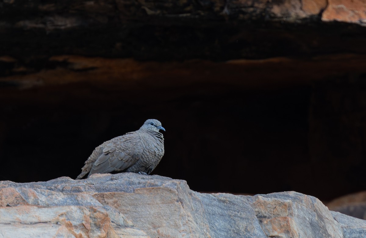 White-quilled Rock-Pigeon - ML620278344