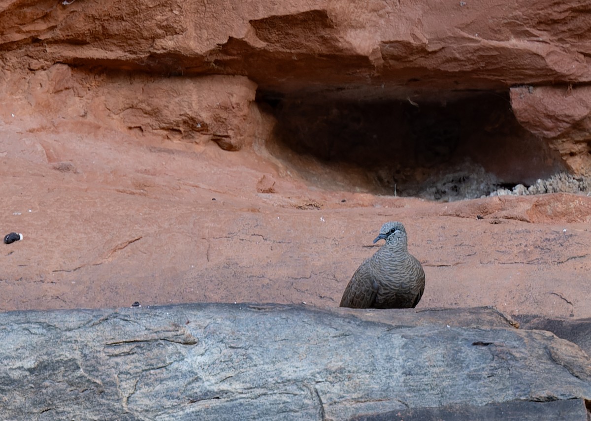 White-quilled Rock-Pigeon - ML620278345