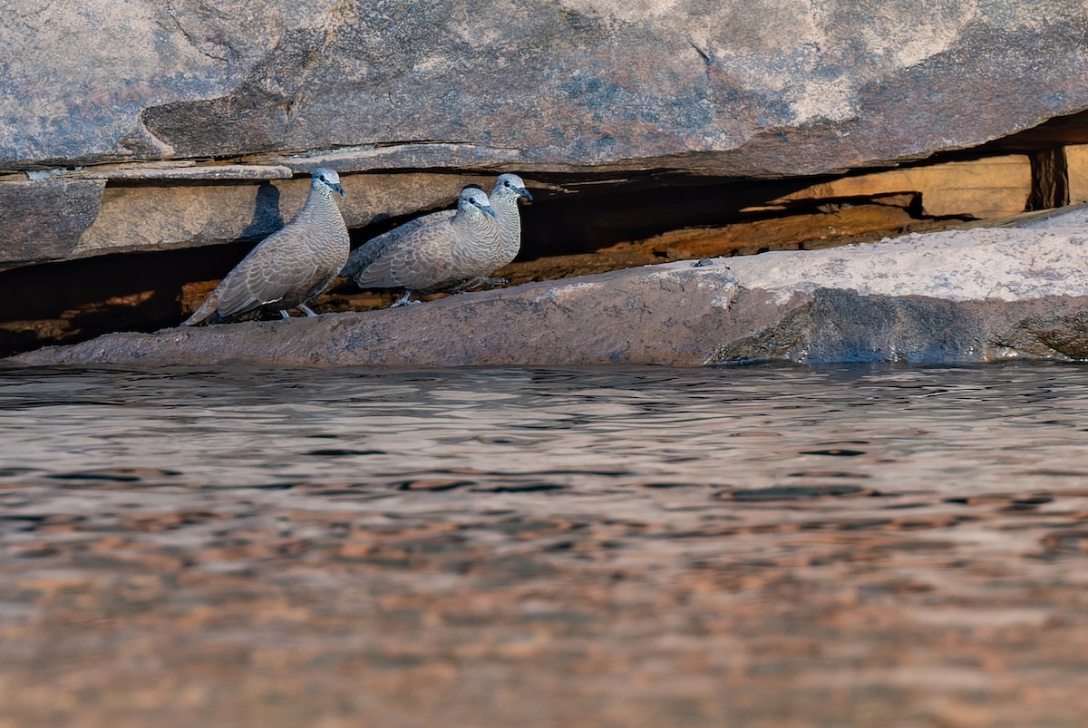 White-quilled Rock-Pigeon - ML620278346